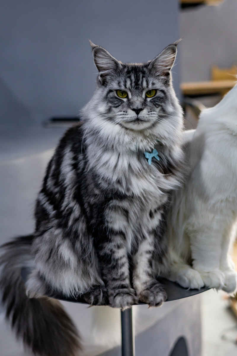 缅因猫
