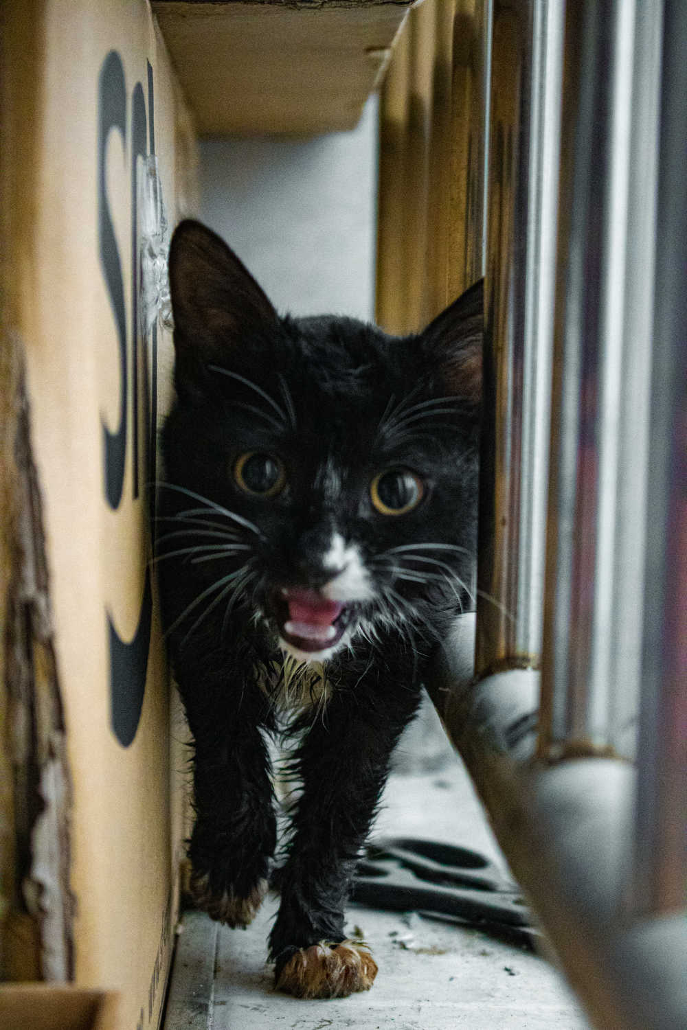 猫