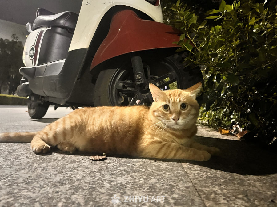夜色中的小憩猫