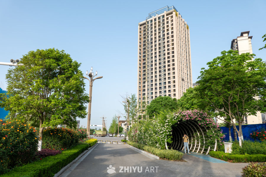 月季花 17