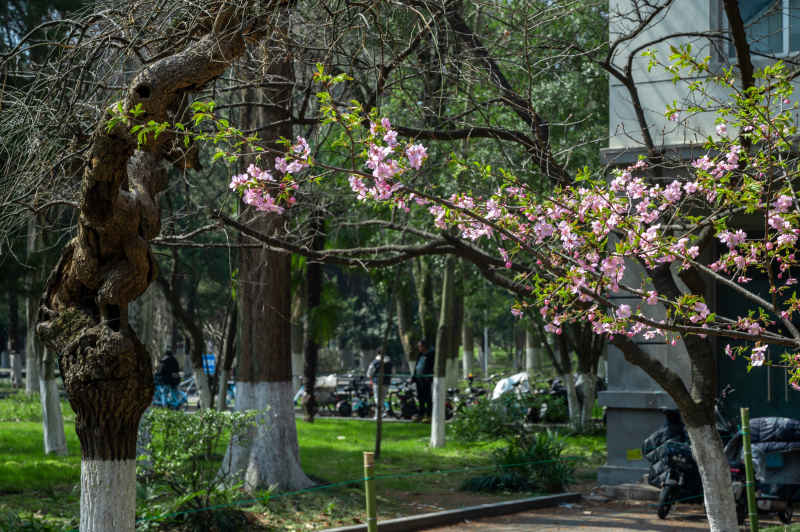 南京林业大学 3