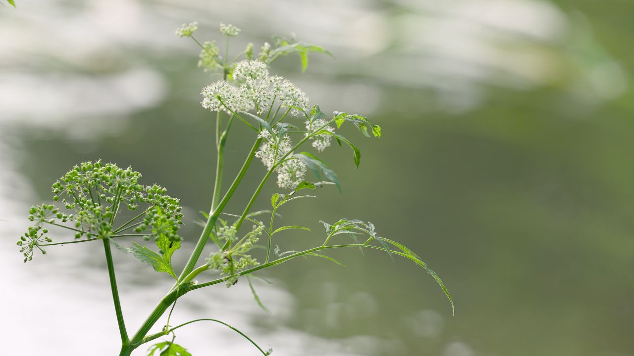 河边花草情绪意境空境