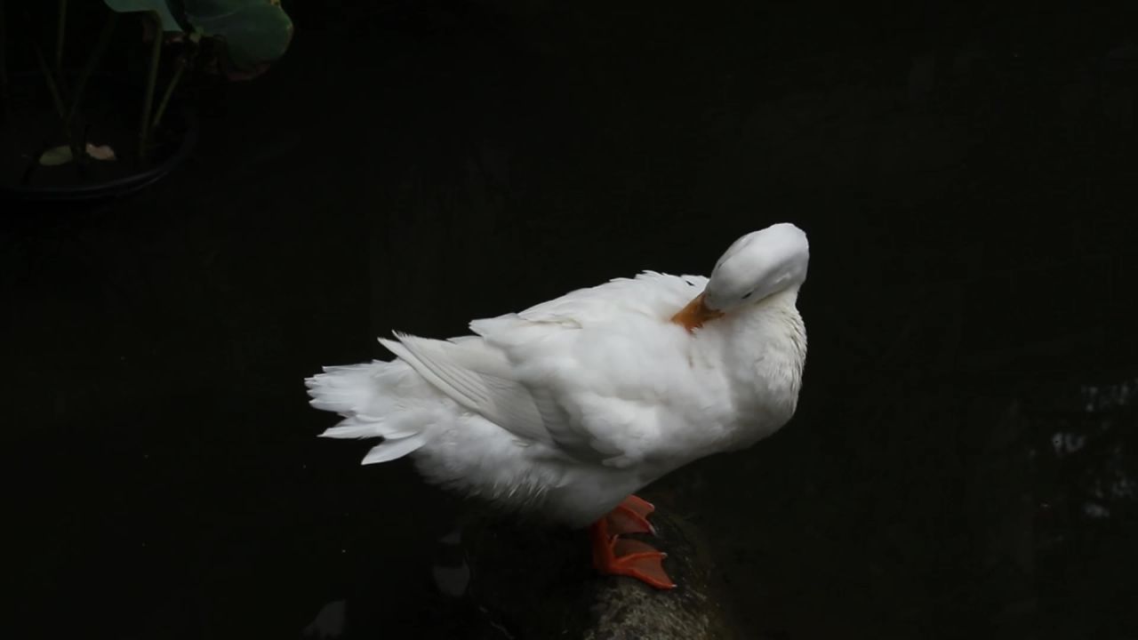 白鹅