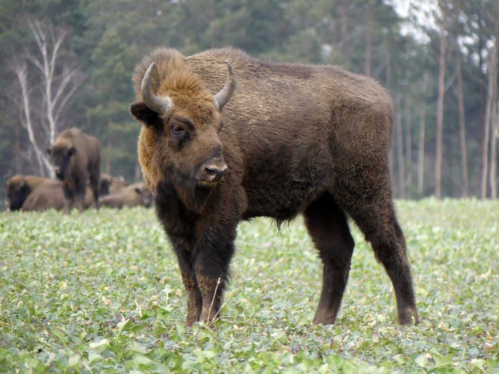 野牛欧洲野牛动物波兰