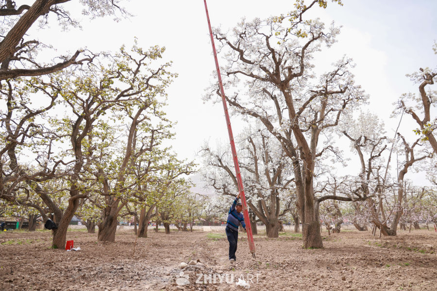 甘肃皋兰县什川镇：梨花绽放果园农民授粉忙 19