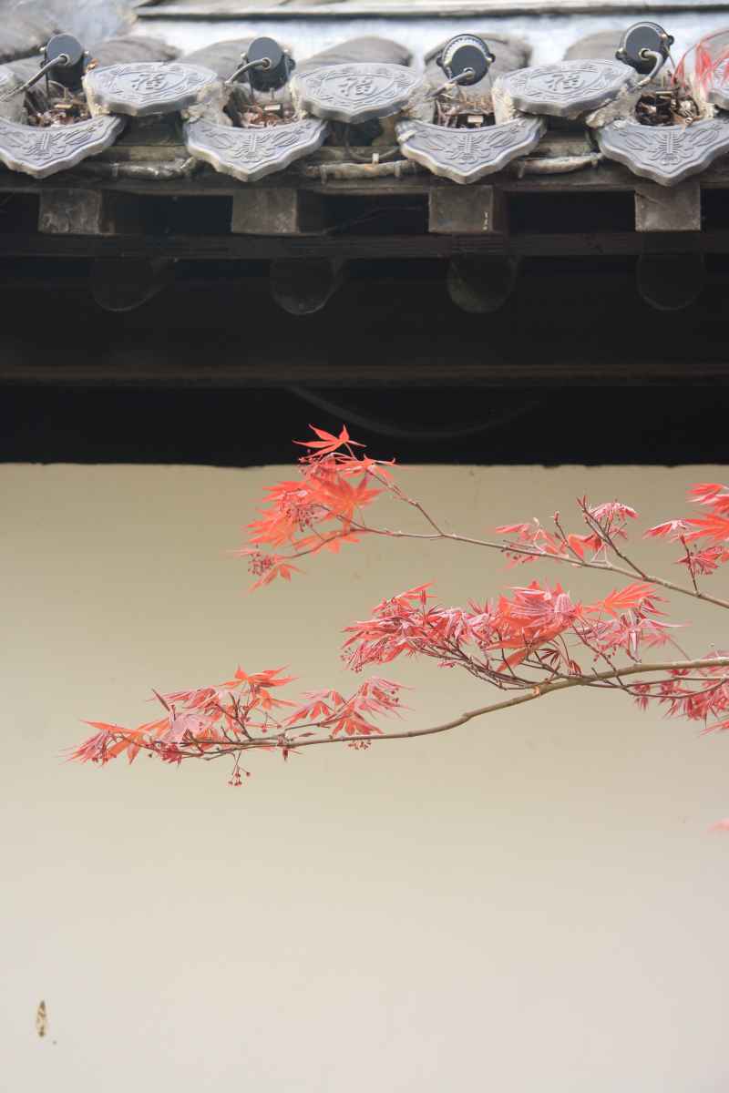 枫叶🍁