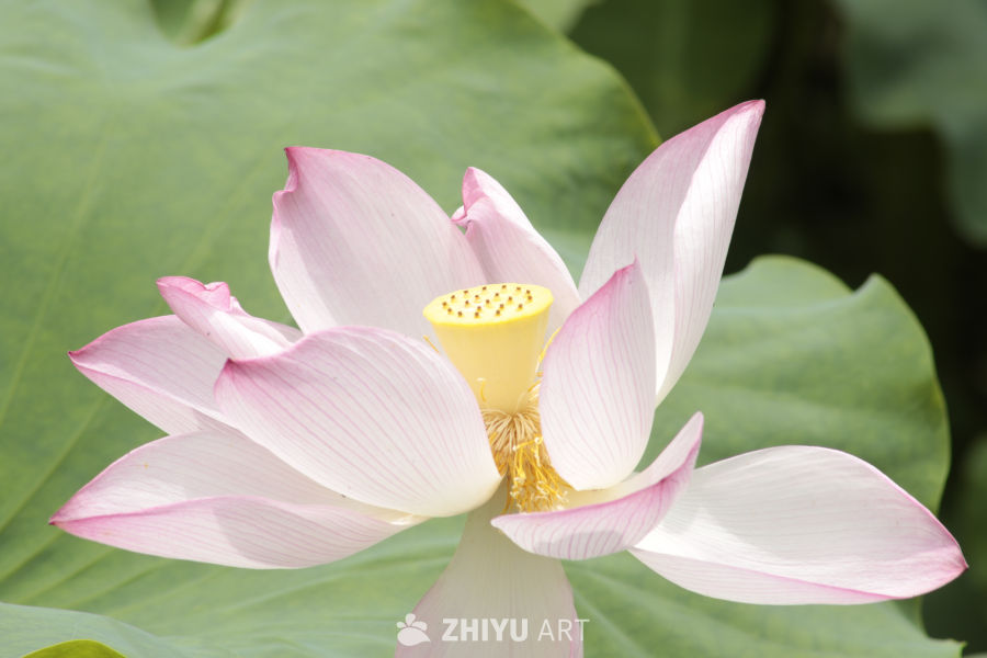 粉嫩莲花绽放