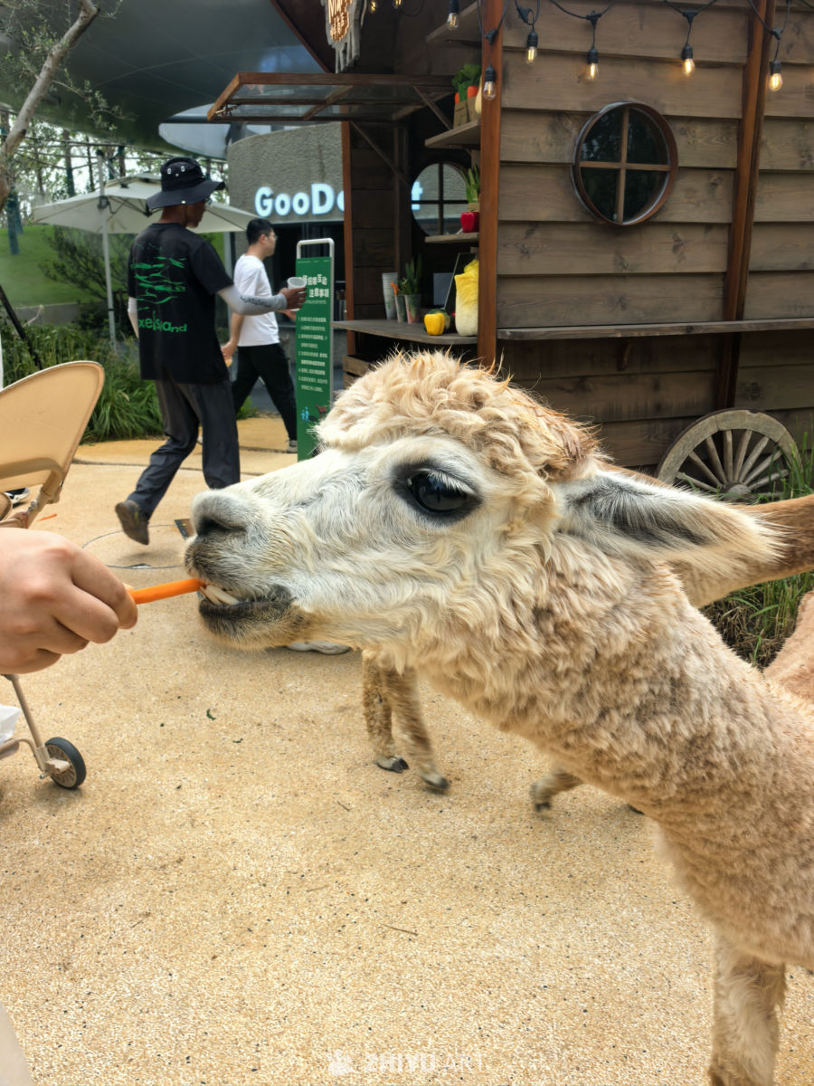 武汉麓客岛的小动物们
