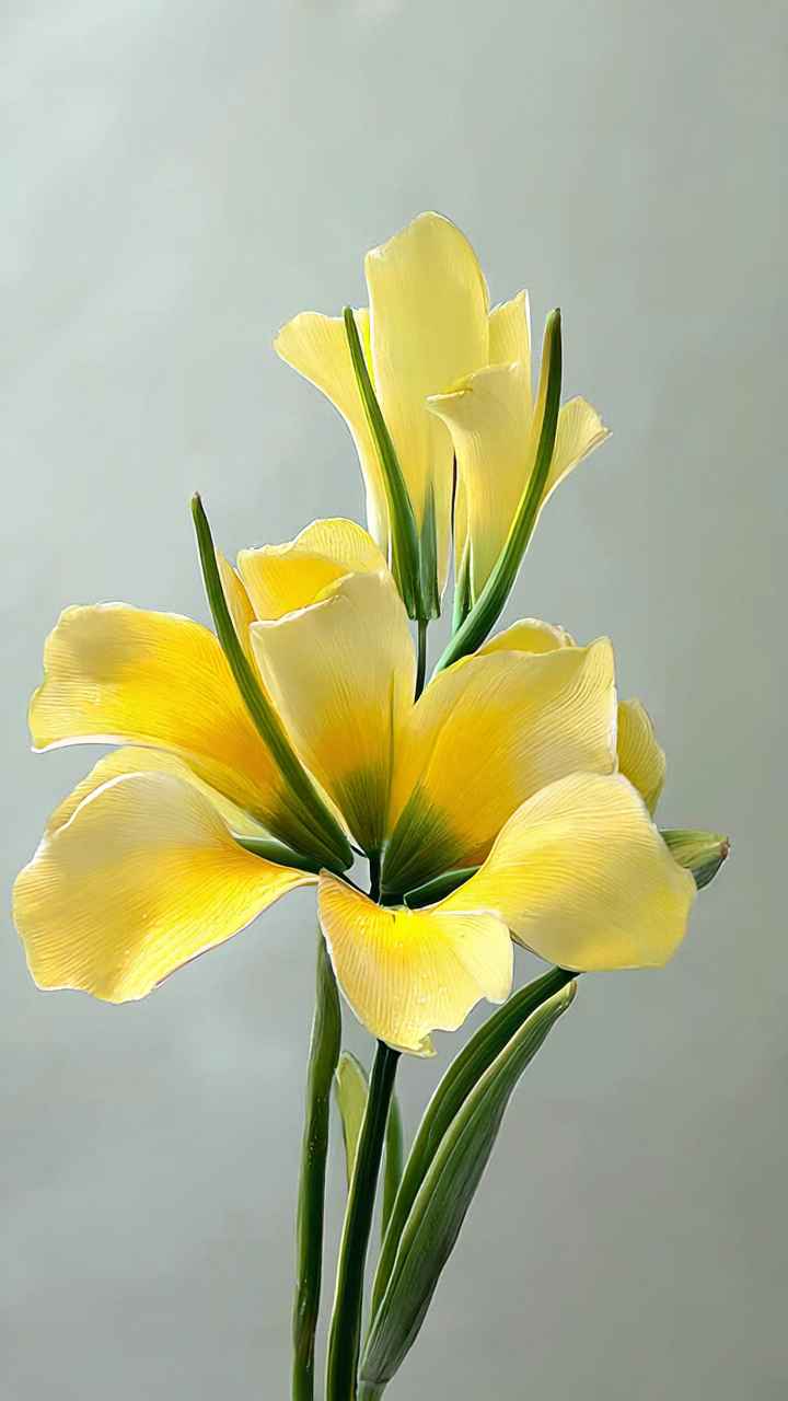 鲜花 6