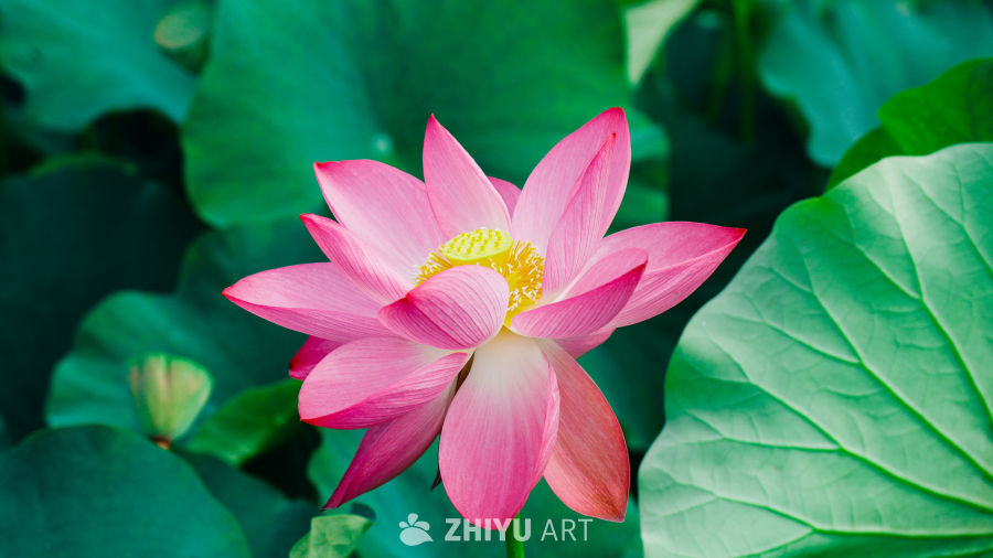 粉嫩荷花与翠绿叶