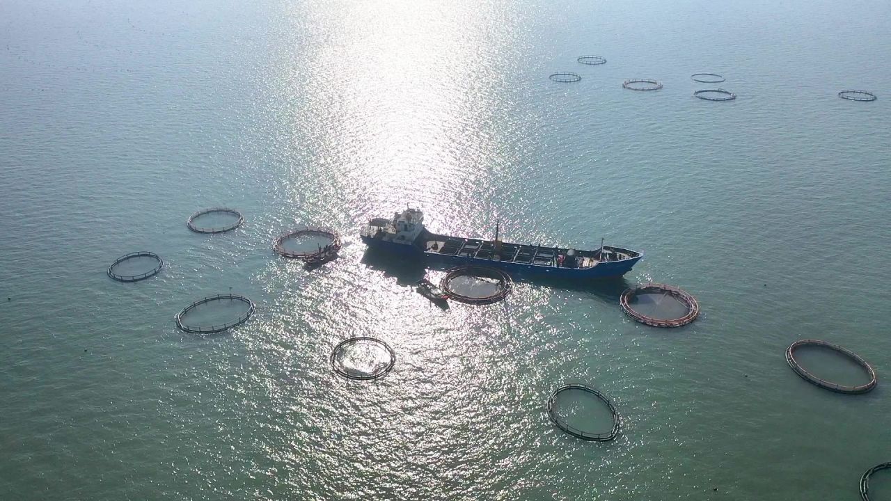 海上养殖 海洋牧场 航拍海上养殖