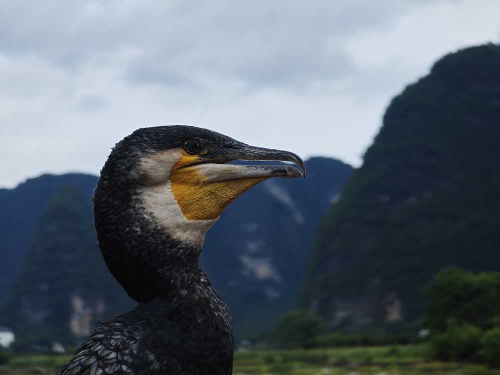 傲视群山