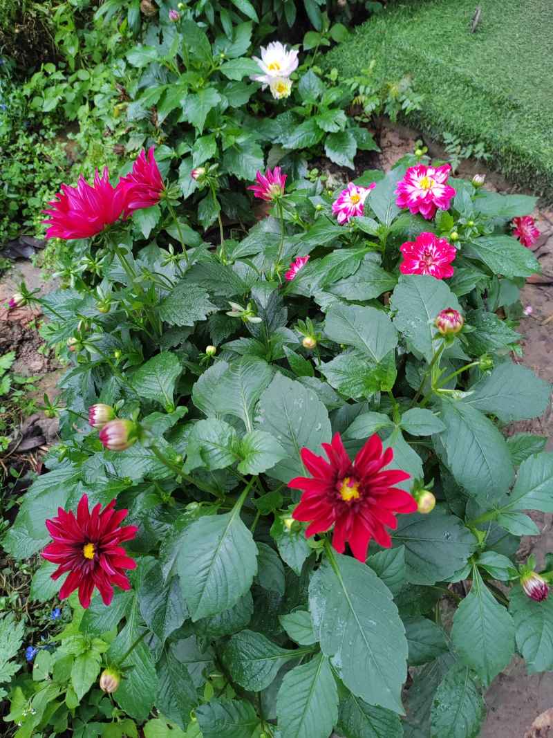 勺菊