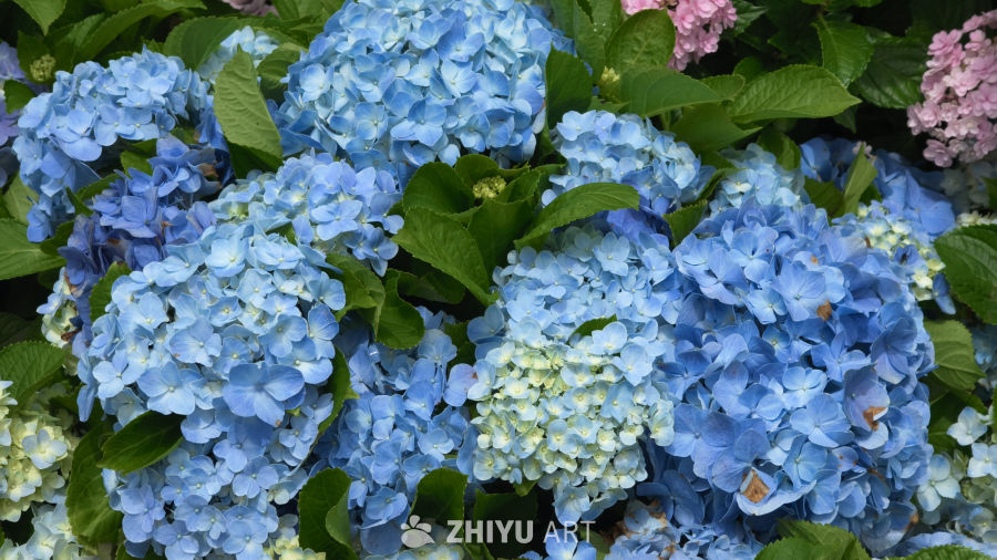 夏日里盛开的绣球花