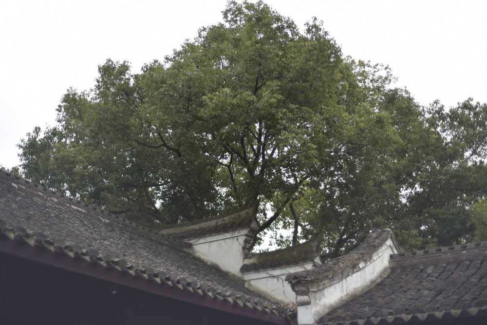 月湖公园