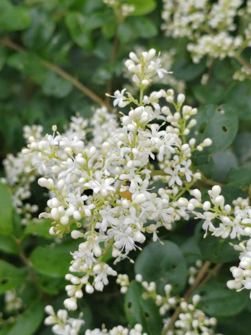 白花