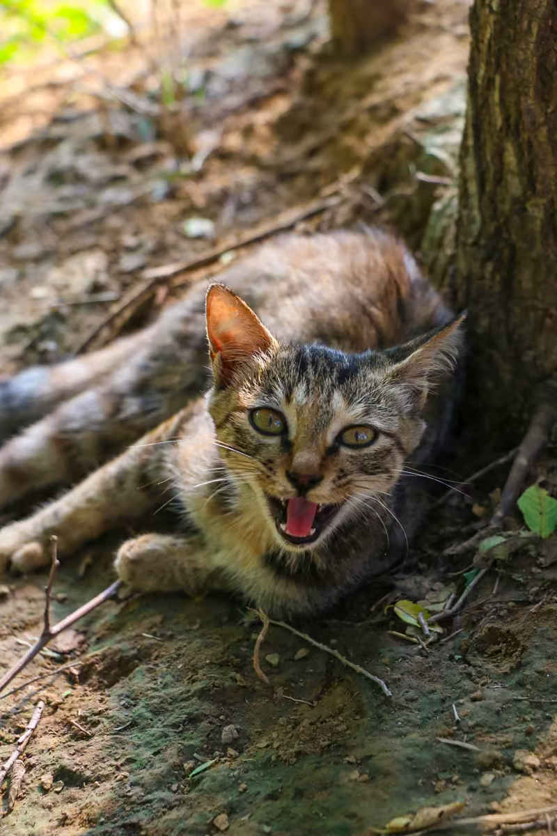 小野猫