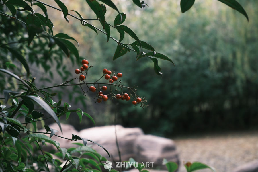 【实拍样片】富士X-S20相机实拍照片原片 12