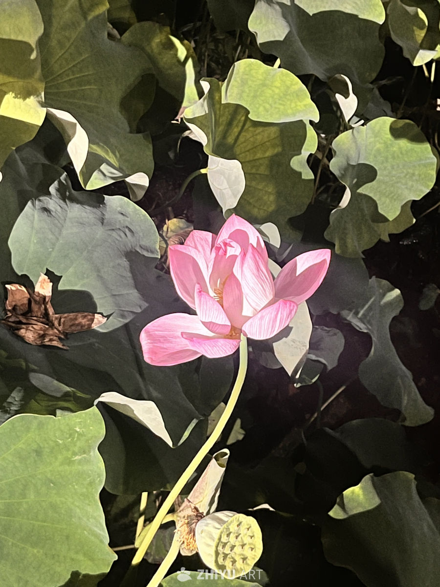 粉嫩莲花与绿叶