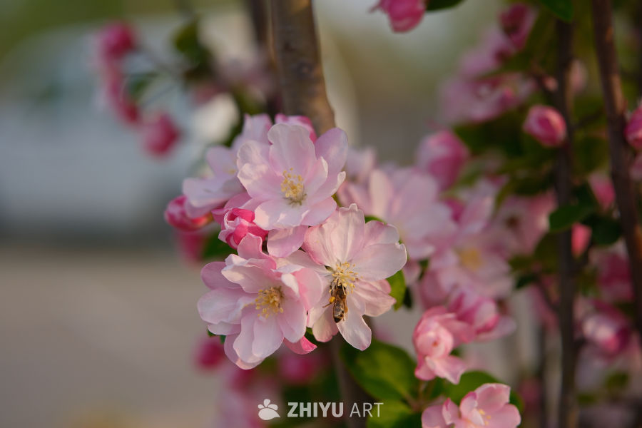 春天海棠花 77