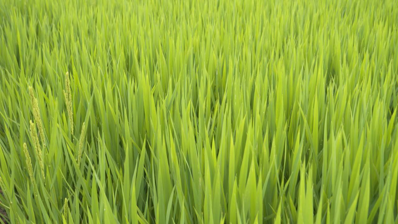 水稻五常大米田野粮食庄稼丰收 25