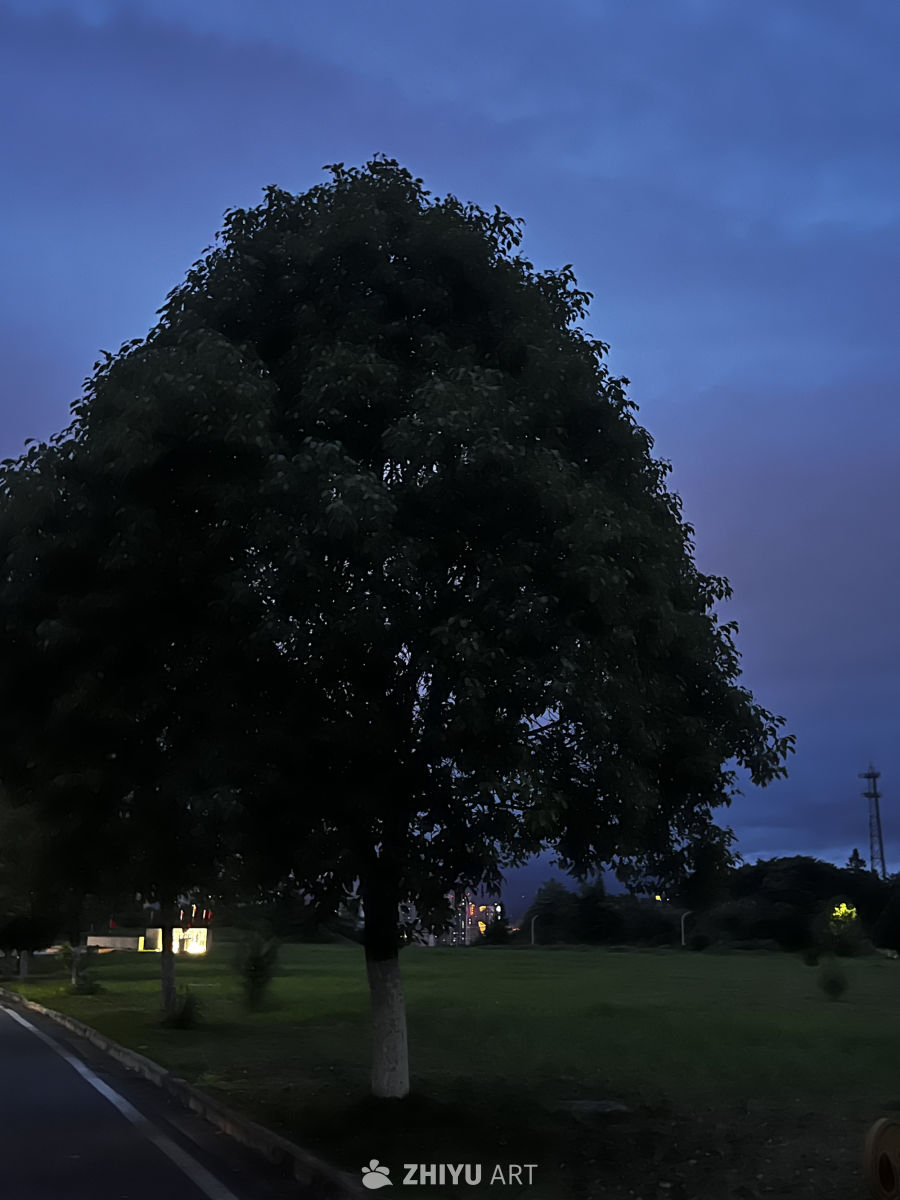 夜幕下的孤独树