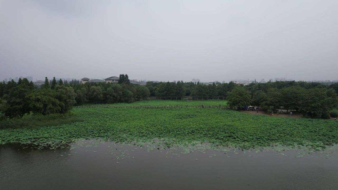 航拍夏日风光荷花荷叶植物镇江白娘子公园 