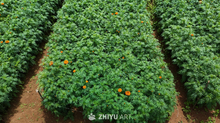 橙花绿植的田野