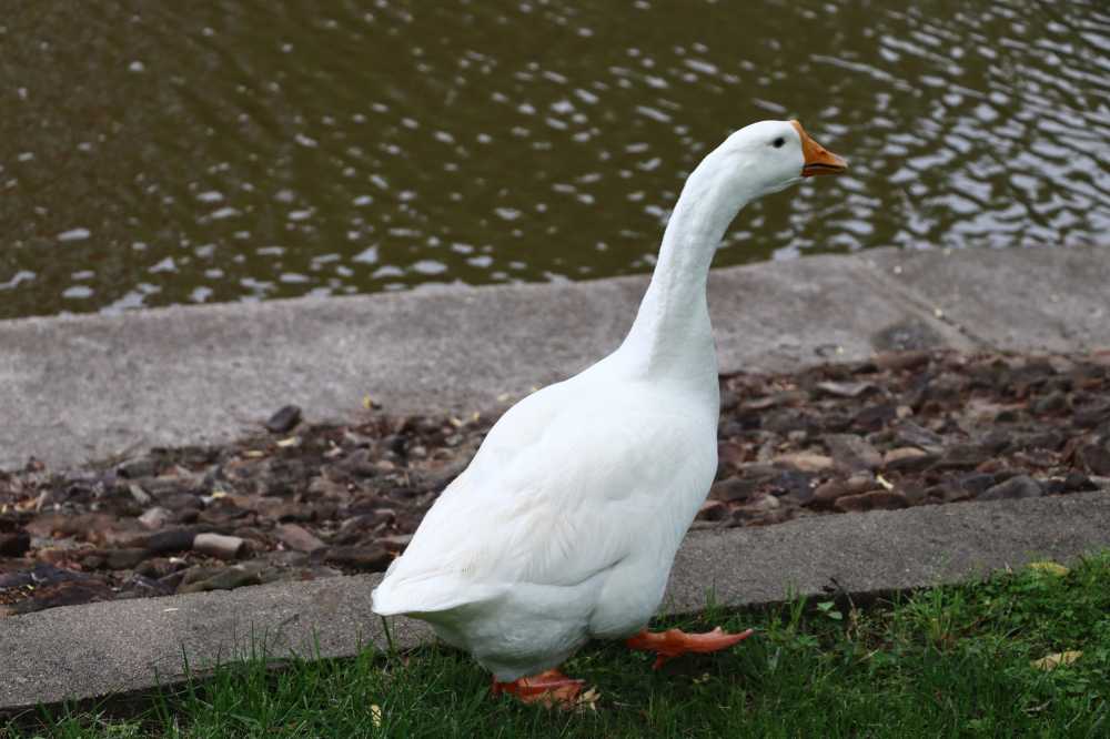 河边大鹅