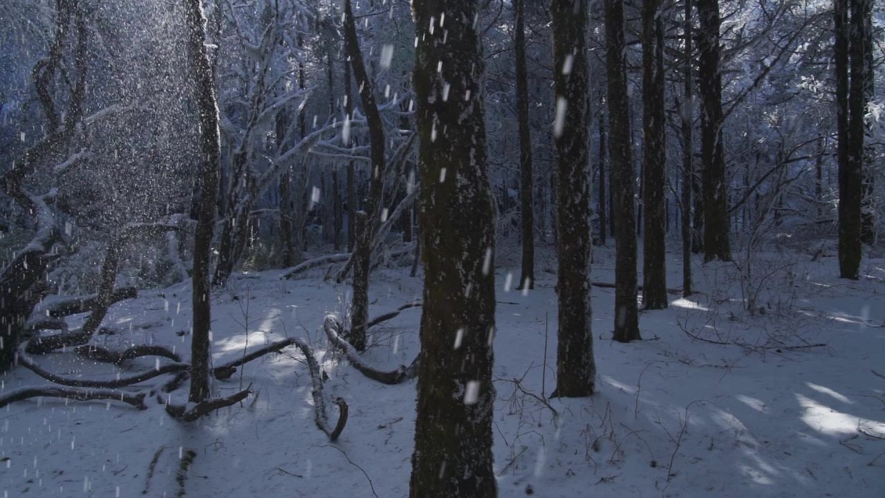 峨眉山雪中的树林