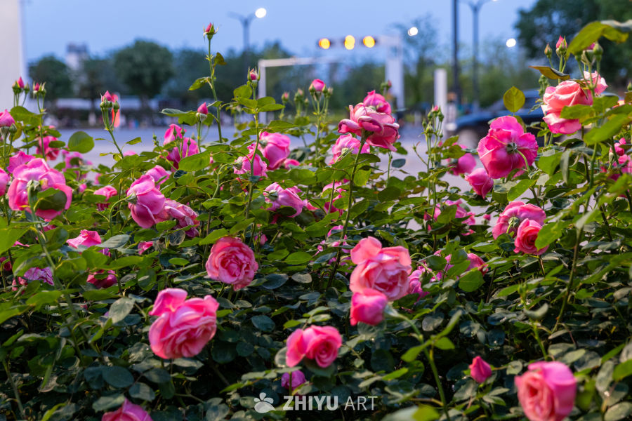 月季花 13