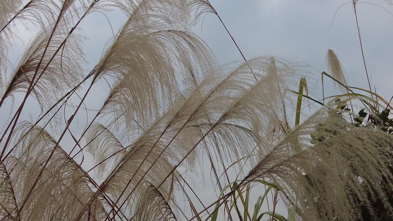 枯萎芦苇植物实拍 