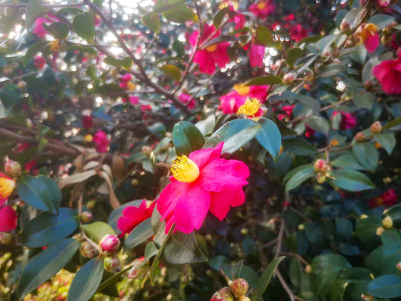 鲜花盛开山茶花花朵植物摄影图 