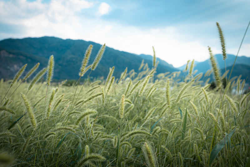 蓝天下的狗尾巴草