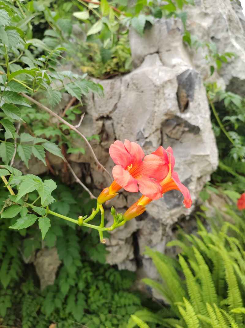 喇叭花