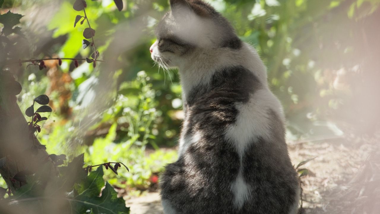 树丛里的猫4K实拍