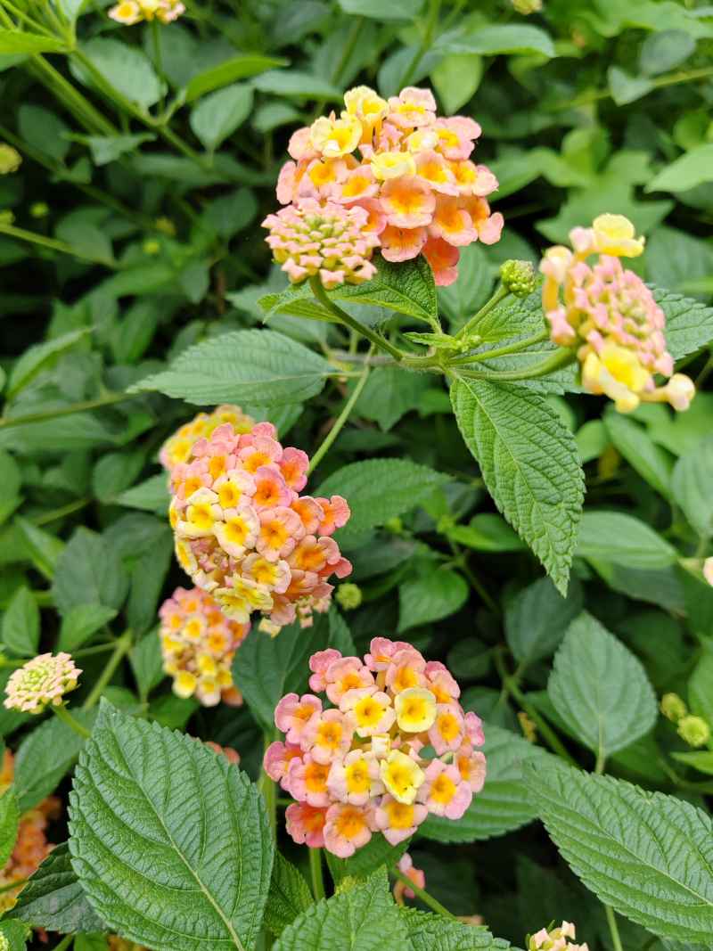 花花