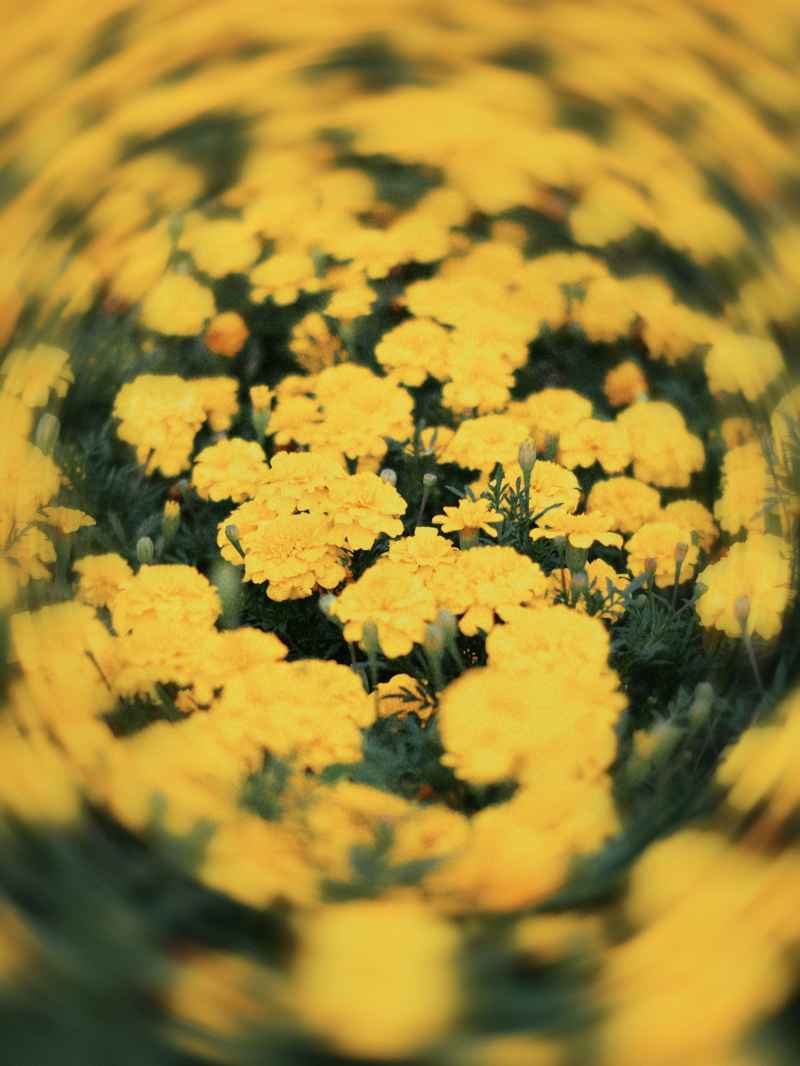 花丛