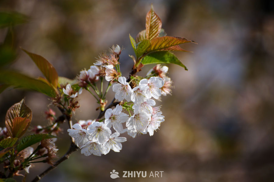 樱桃花