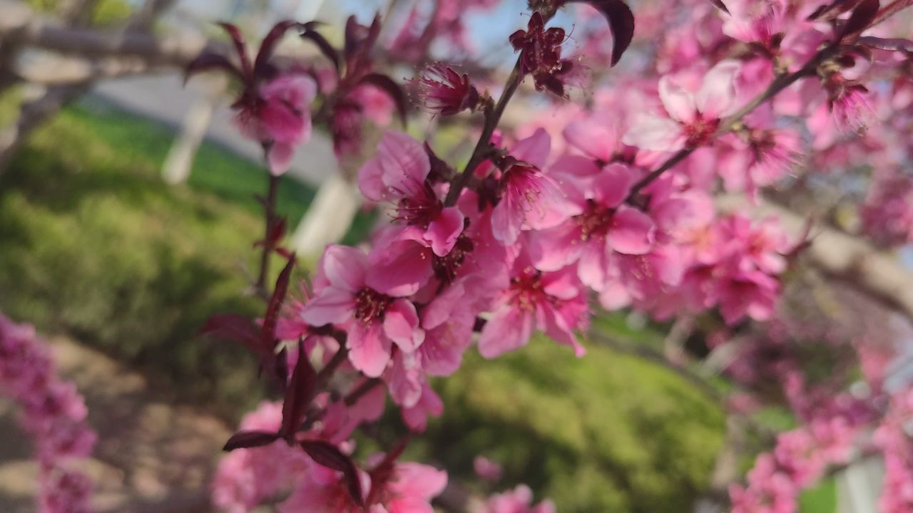 春天 花已开 35