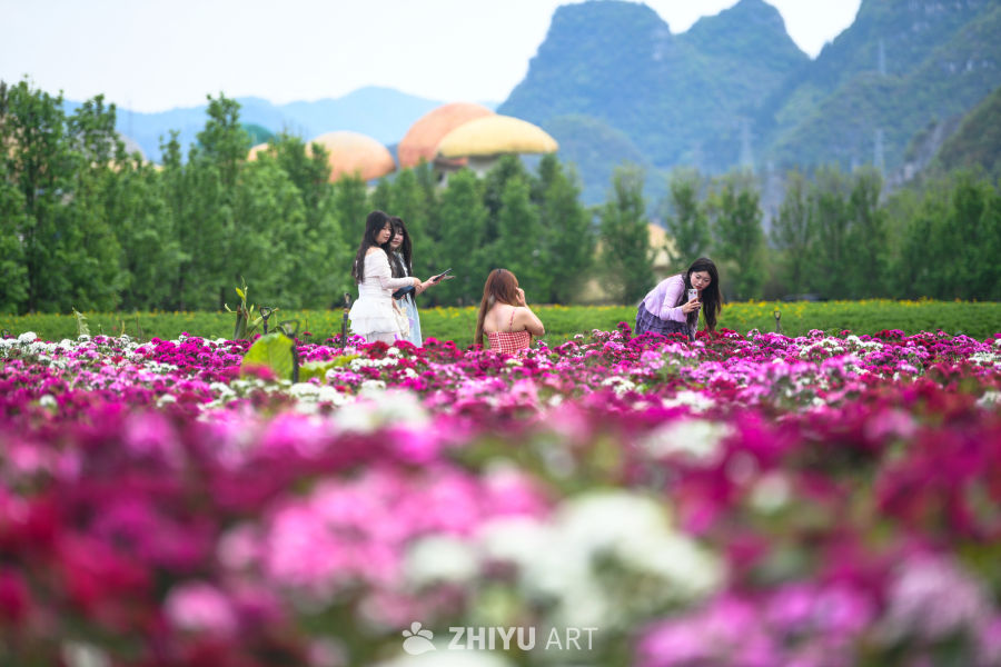 花海 4