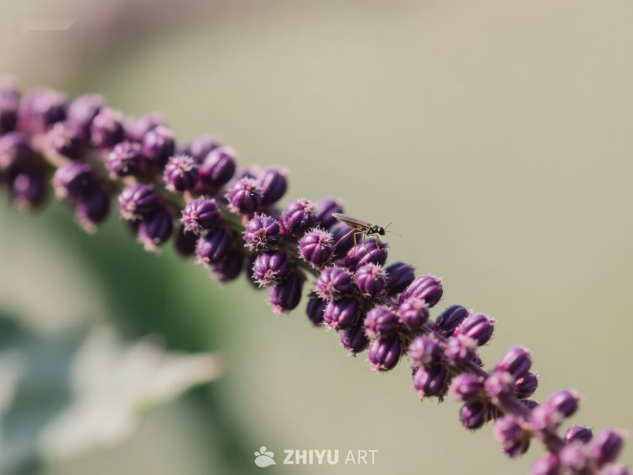 紫色花穗上的小昆虫 716