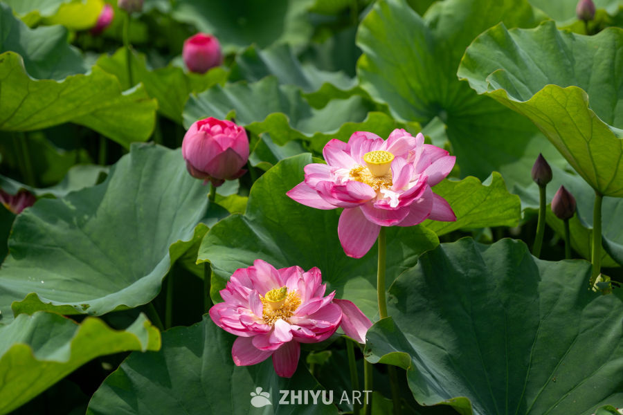 荷花 183