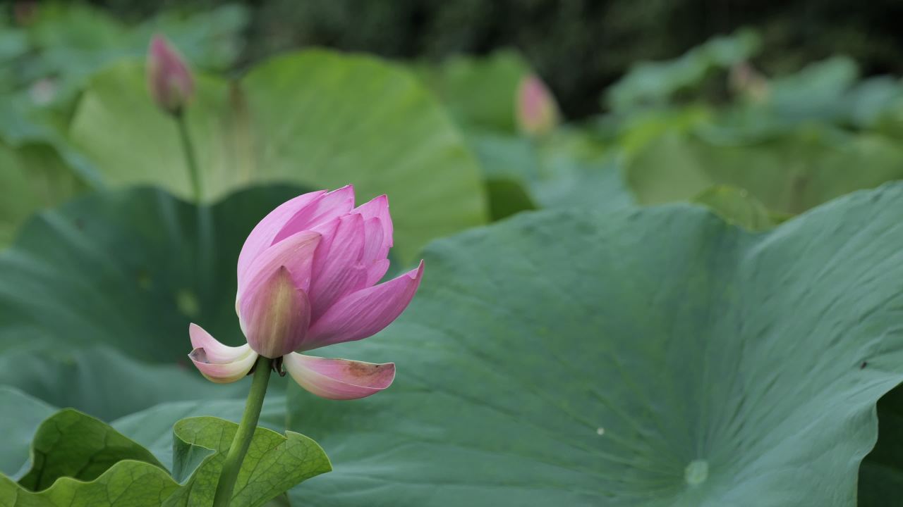 荷花 15