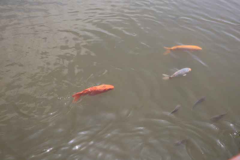 水中的金鱼素材