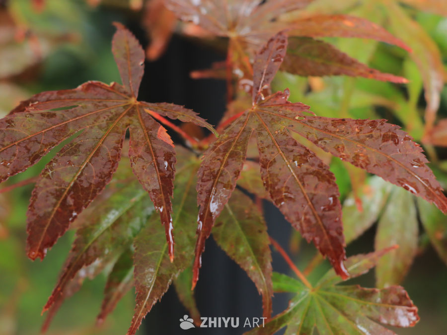 雨后红枫