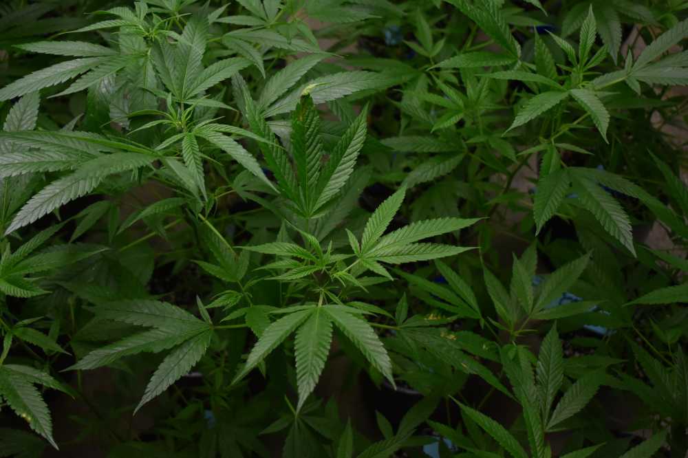 大麻锅医药医疗