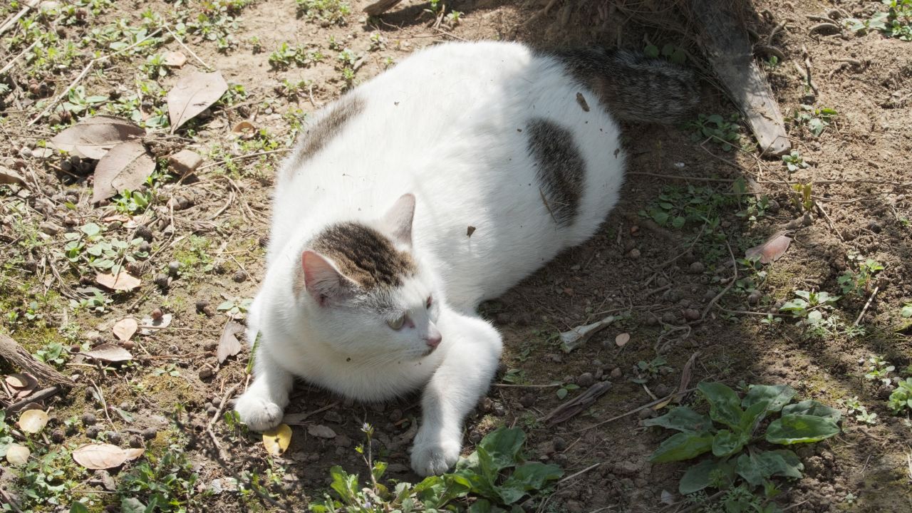 树下放松的小猫咪4K实拍
