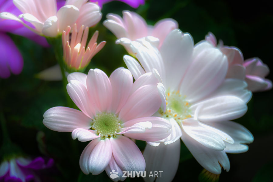 唯美花朵