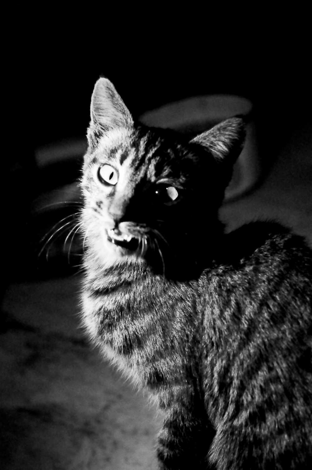 猫